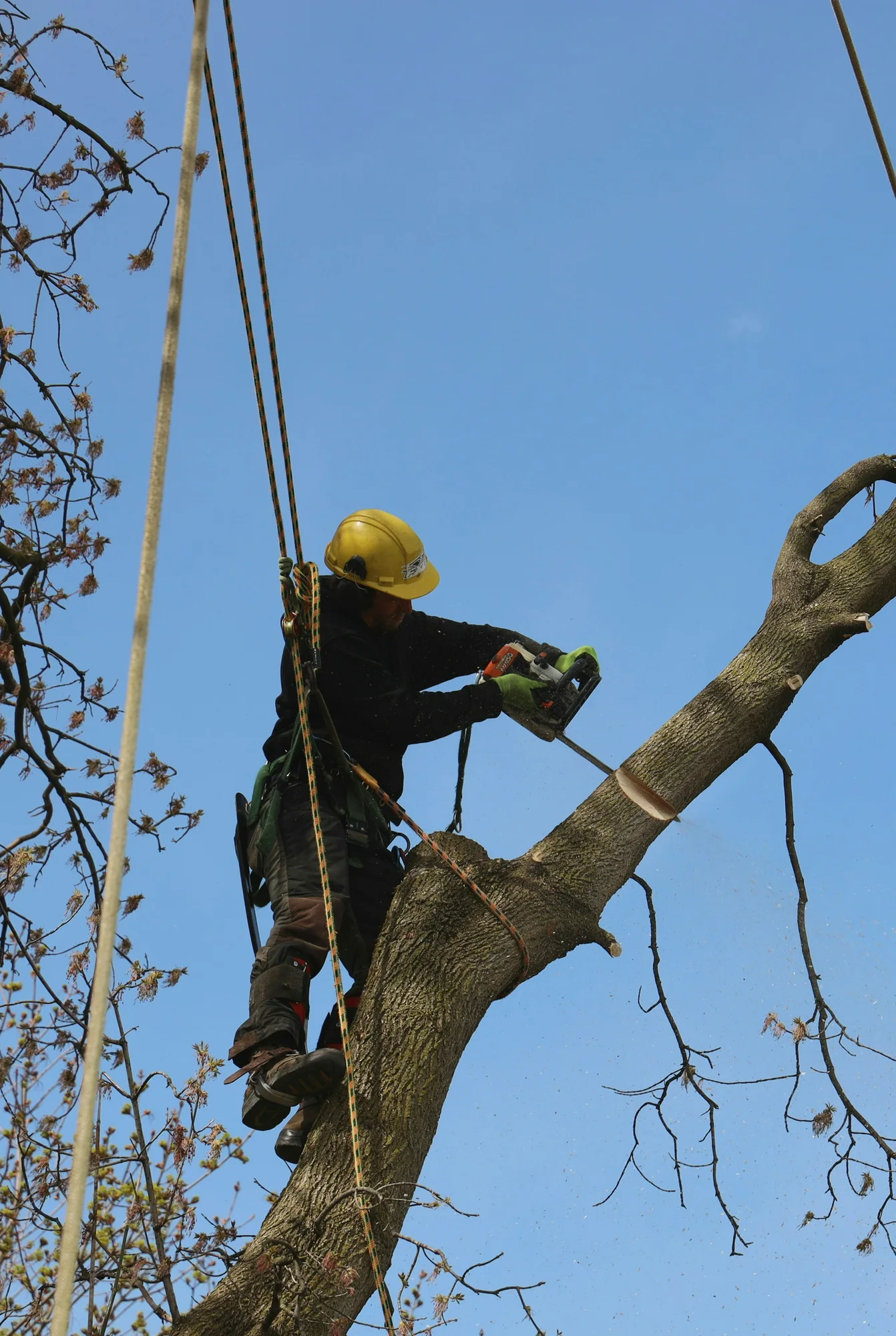 Træfældning i Silkeborg: arborist skærer toppen af en stamme med motorsav